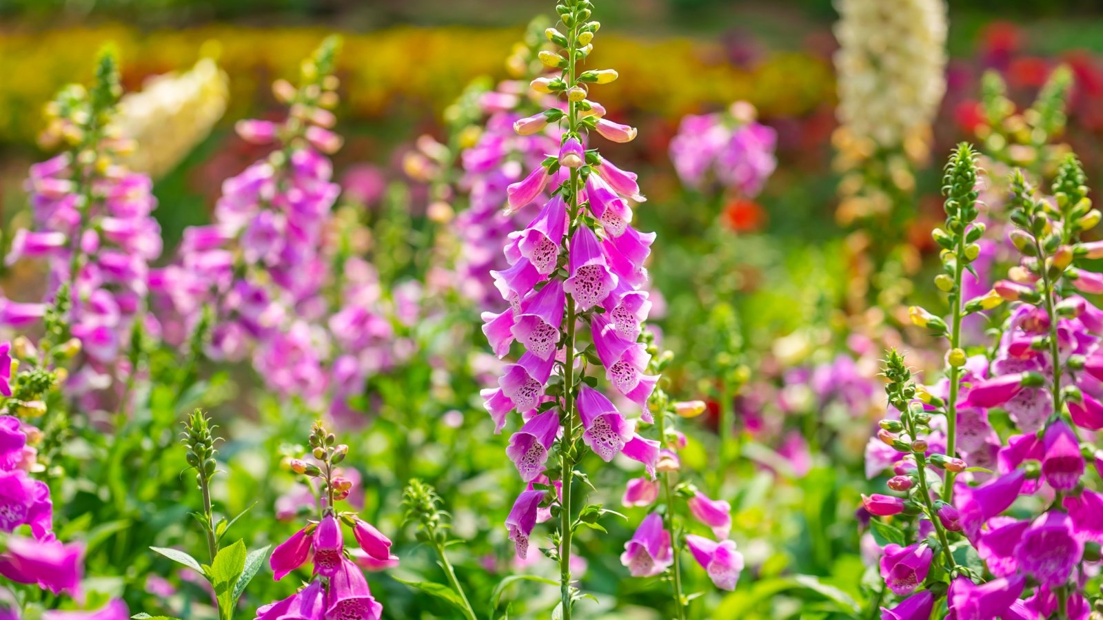 Tall, sturdy stems support clusters of tubular, pinkish-purple flowers with speckled throats, surrounded by broad, lance-shaped leaves.