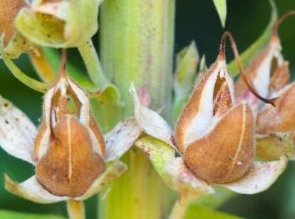 Ripe seed capsules of the foxglove plant are elongated, dry, and split open, ready to reseed.