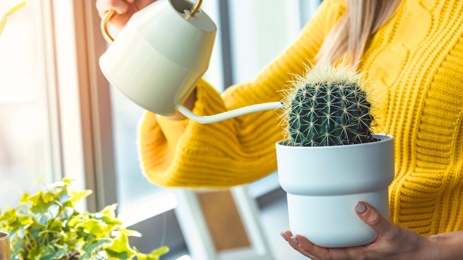 A woman in a yellow sweater waters a cactus in a white pot from a white watering can, a houseplant that is watered rarely.