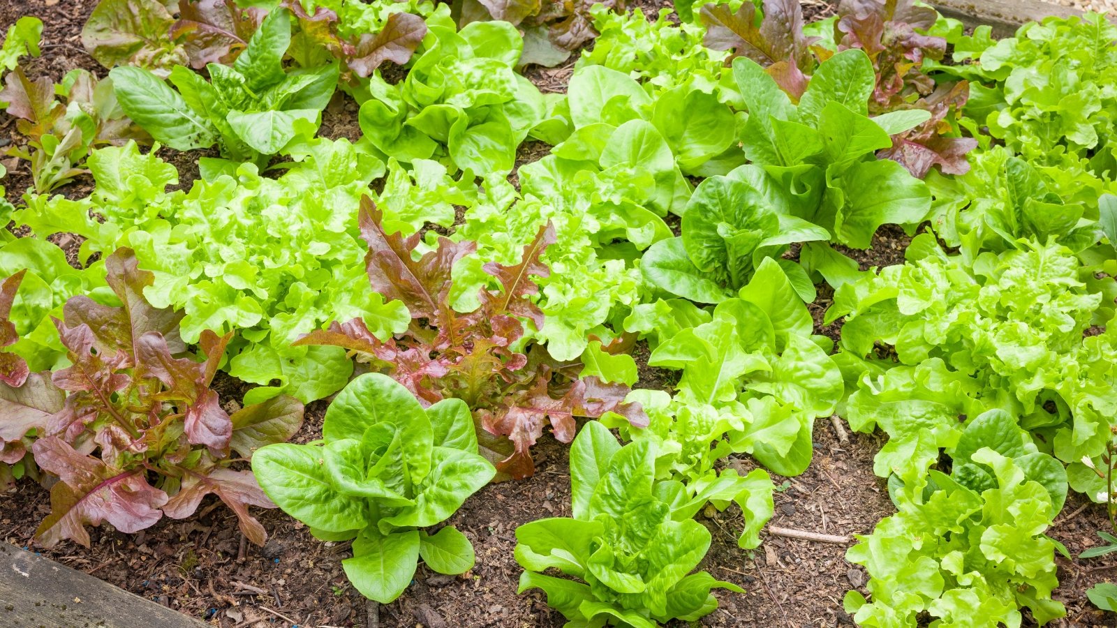 A variety of lettuce plants in a garden bed.