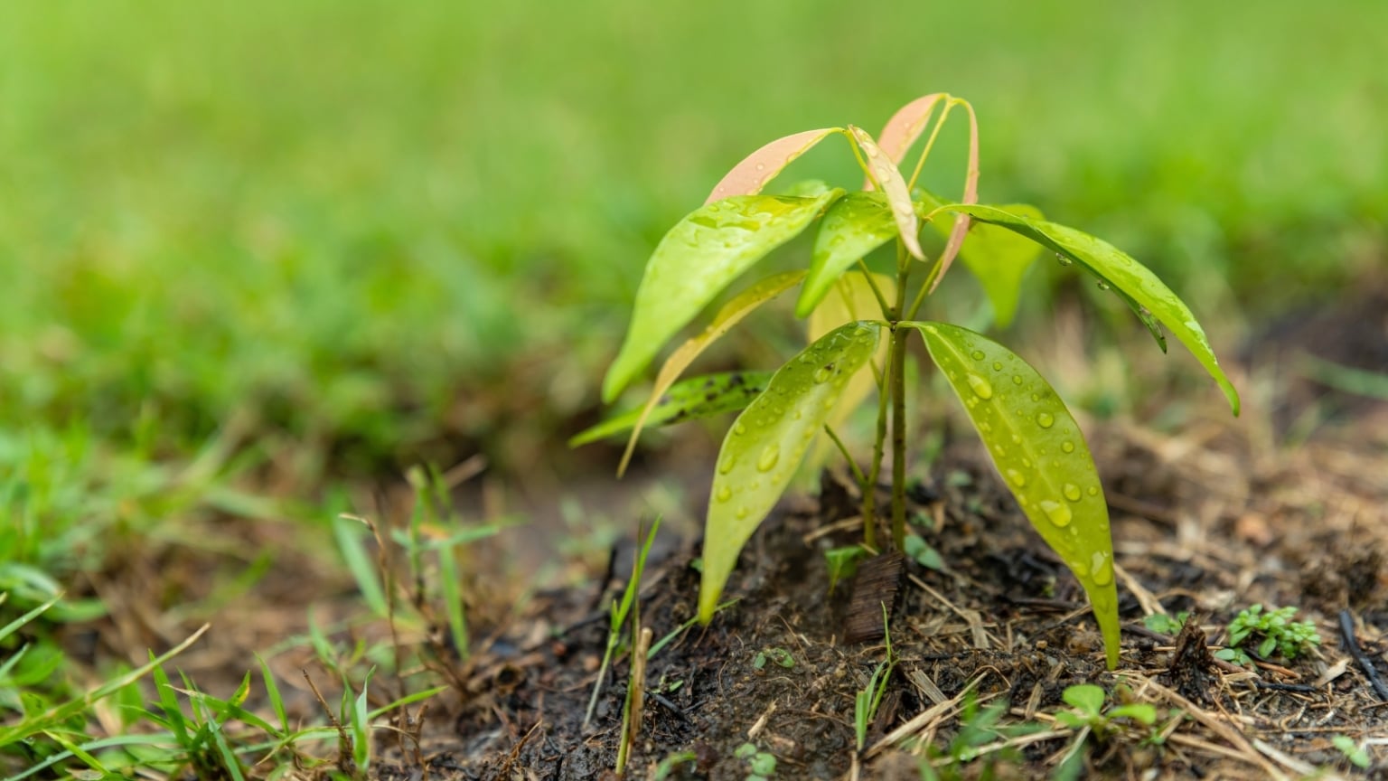 How to Plant, Grow, and Care for Lychee Trees