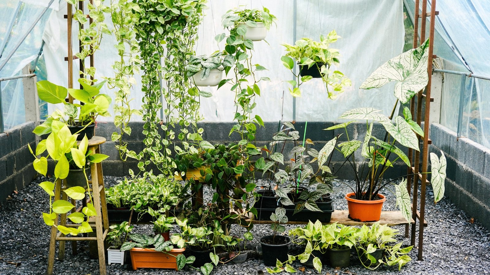 Various potted plants, including Pothos, Caladium, Silver Satin Pothos, and Piper ornatum, in hanging, plastic, and clay pots, overwintering in a greenhouse.