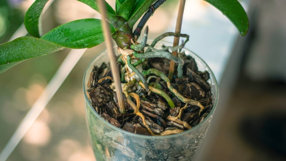 Why Are My Plant's Roots Sticking Out of the Soil?