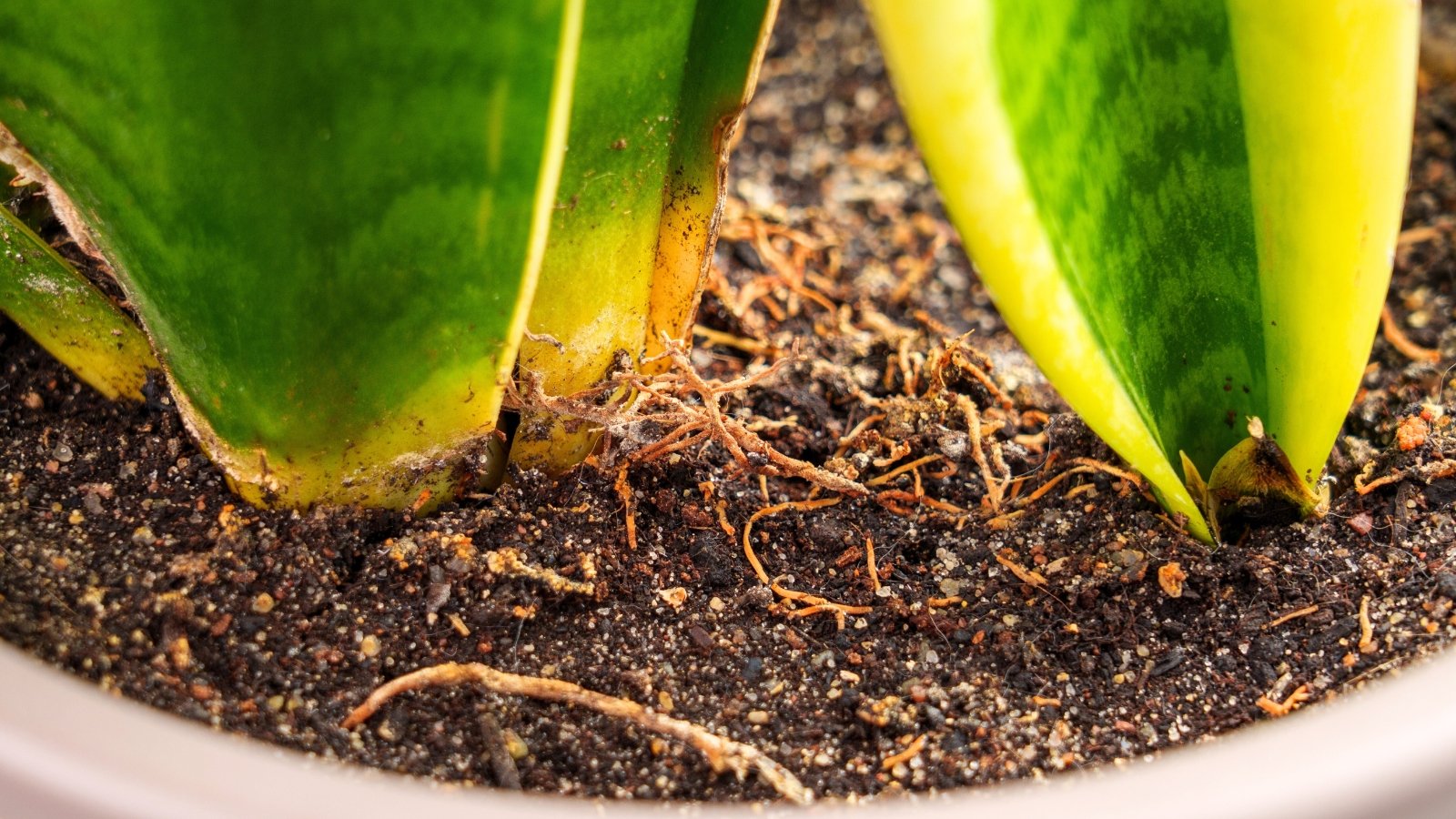 Close-up of a potted sansevieria plant in a clay pot with thin brown roots sticking out on the soil surface.