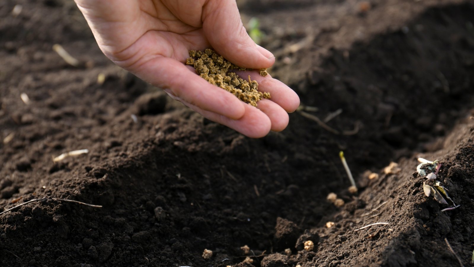 When to Start Seeds in Zone 2