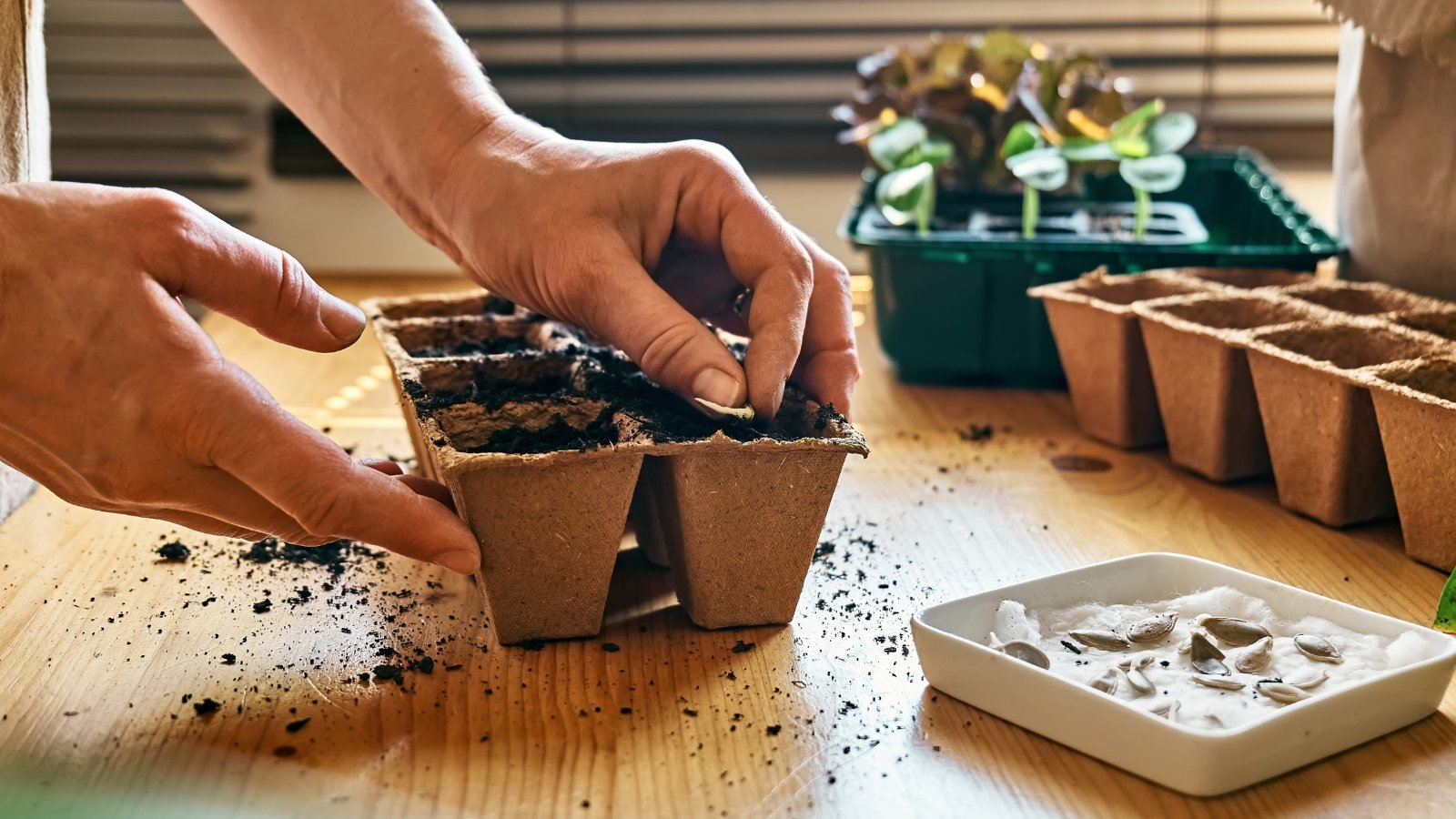 Seed_01 2月4日以内に限る Use this Minecraft seed for your next two week Minecraft phase