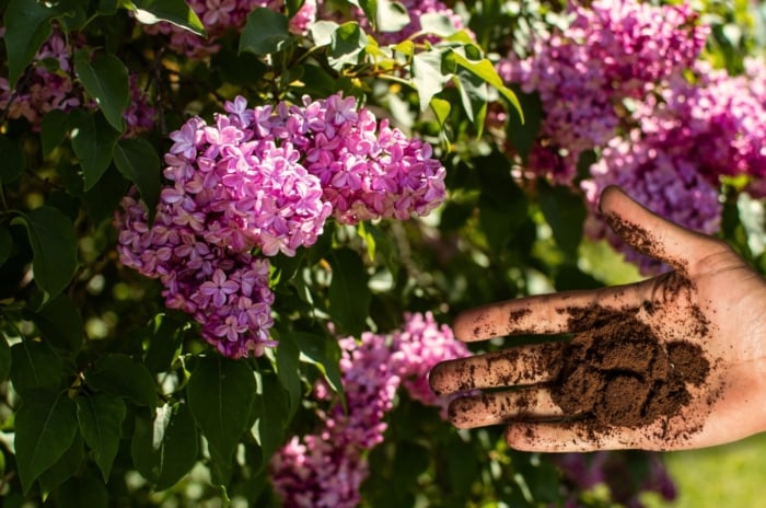 A man's hand holds a handful of used coffee grounds in front of a flowering lilac bush, a plant that should never be fertilized with coffee grounds, featuring clusters of fragrant purple flowers on woody branches, surrounded by dark green leaves.