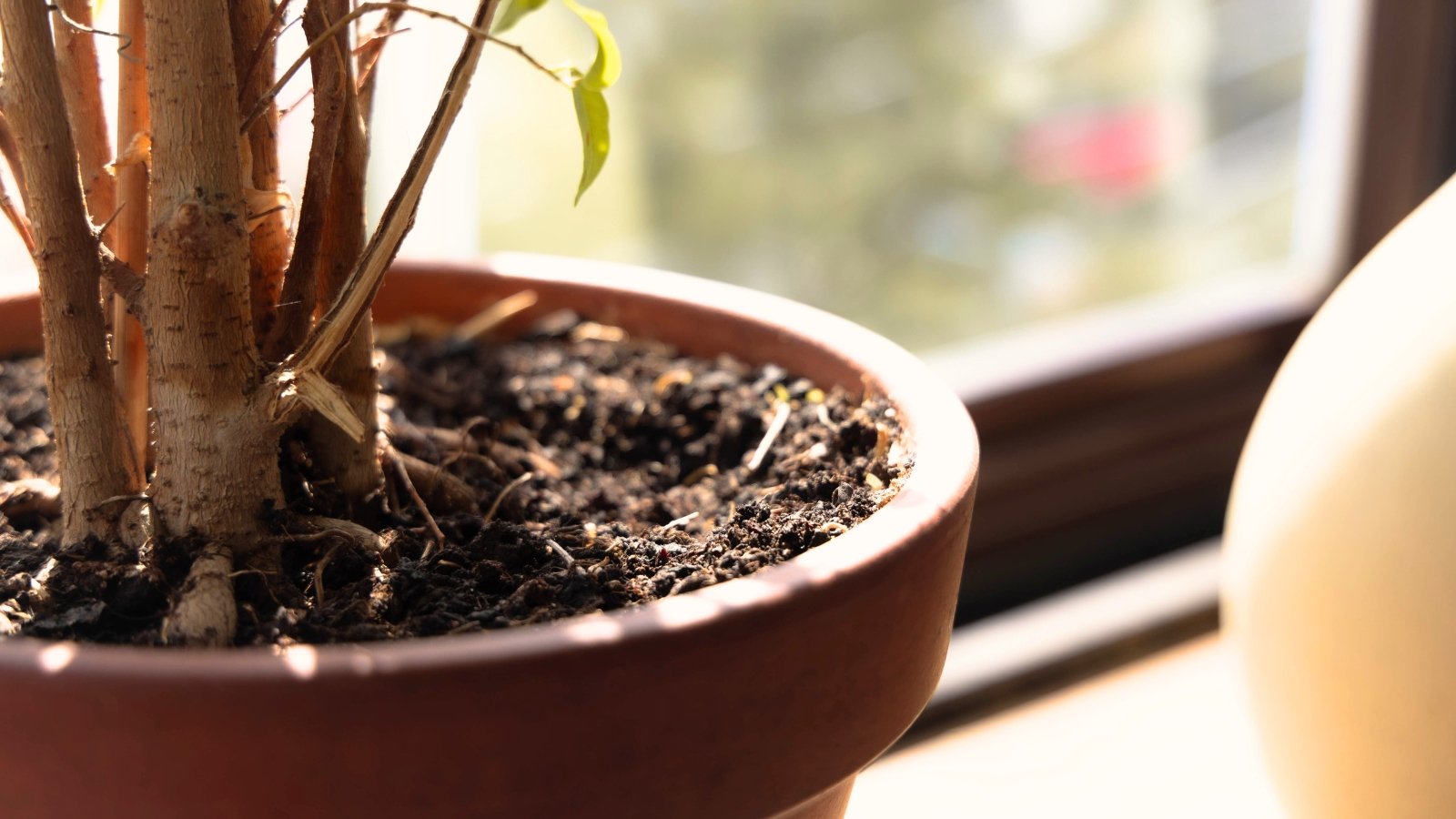 Close-up of a potted plant in a large clay pot with fine roots showing above the soil layer, placed on a sunny windowsill.