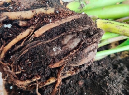 Close-up of mushy, dark brown, and blackened roots, surrounded by waterlogged, compacted soil, while the upper part of the plant is a bright , vibrant green color