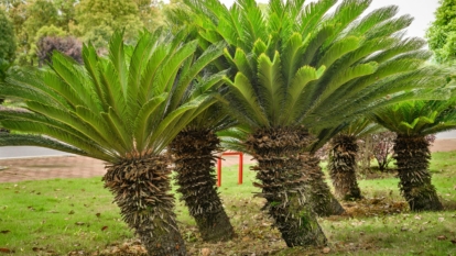 How to Grow and Care For Sago Palm Trees