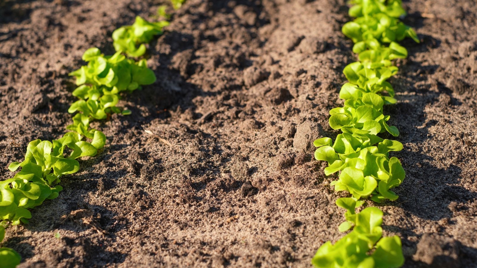 When to Start Seeds in Zone 2