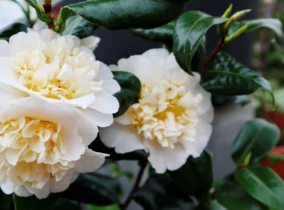 7 Tips for Growing Climbing Roses in Pots and Containers