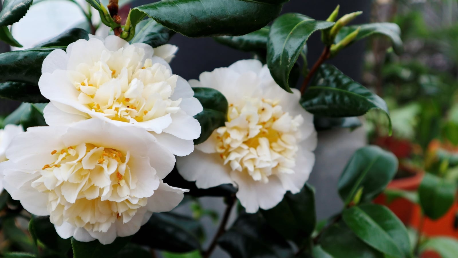 Rose Alt 9 Look-Alike Alternatives for Difficult-to-Grow Roses