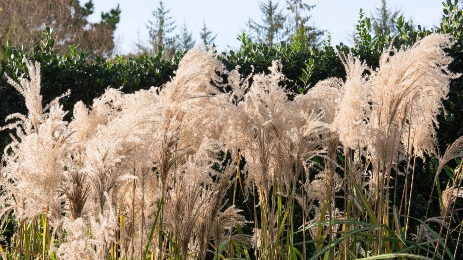 How To Get Rid of Pampas Grass: 7 Eradication Tips