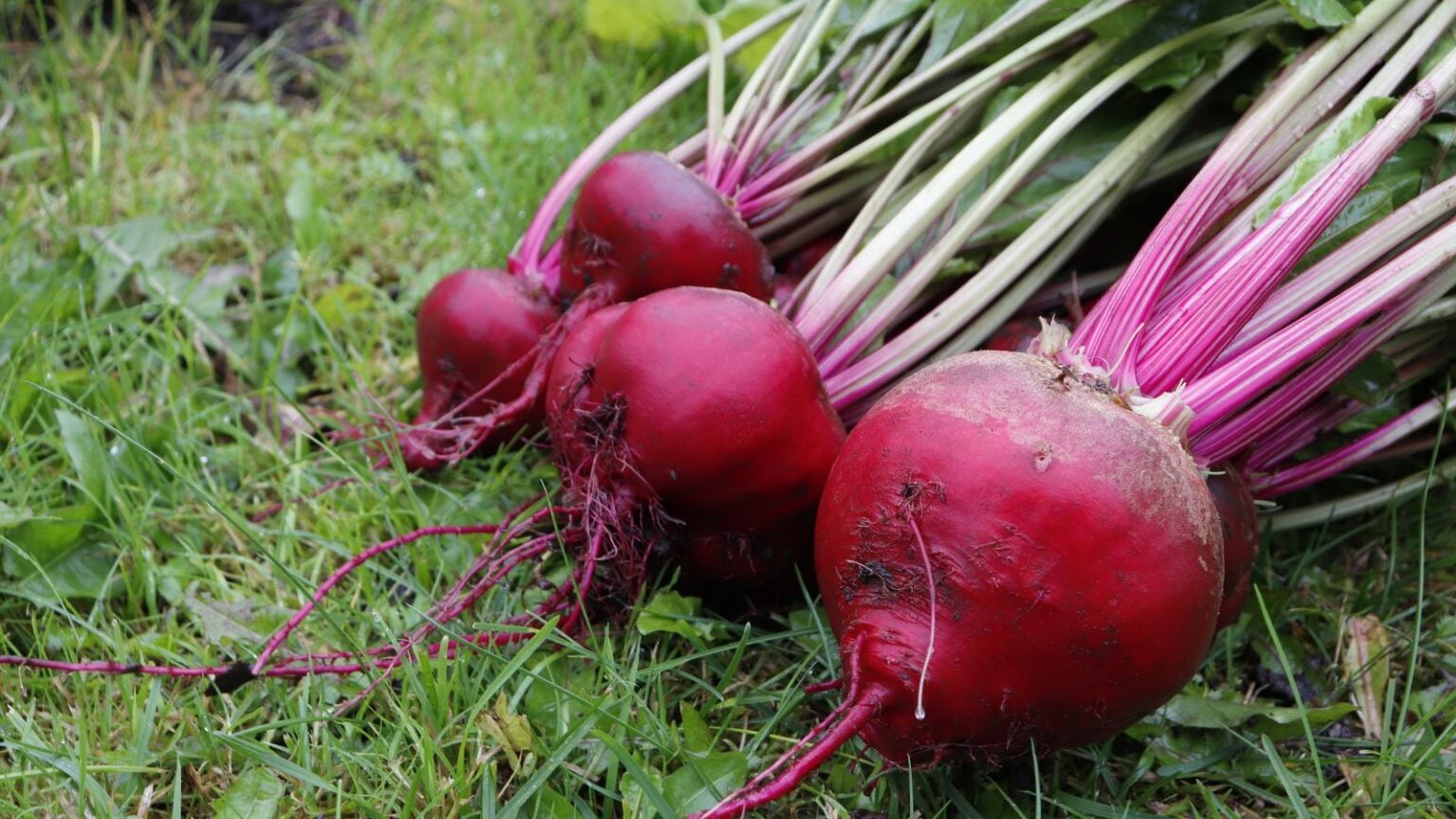 How to Plant, Grow, and Care For ‘Chioggia’ Beets