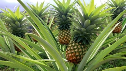 Sharp, arching green leaves with serrated edges form dense rosettes, supporting rough-skinned, golden fruits with distinctive tufts of short, pointed leaves.