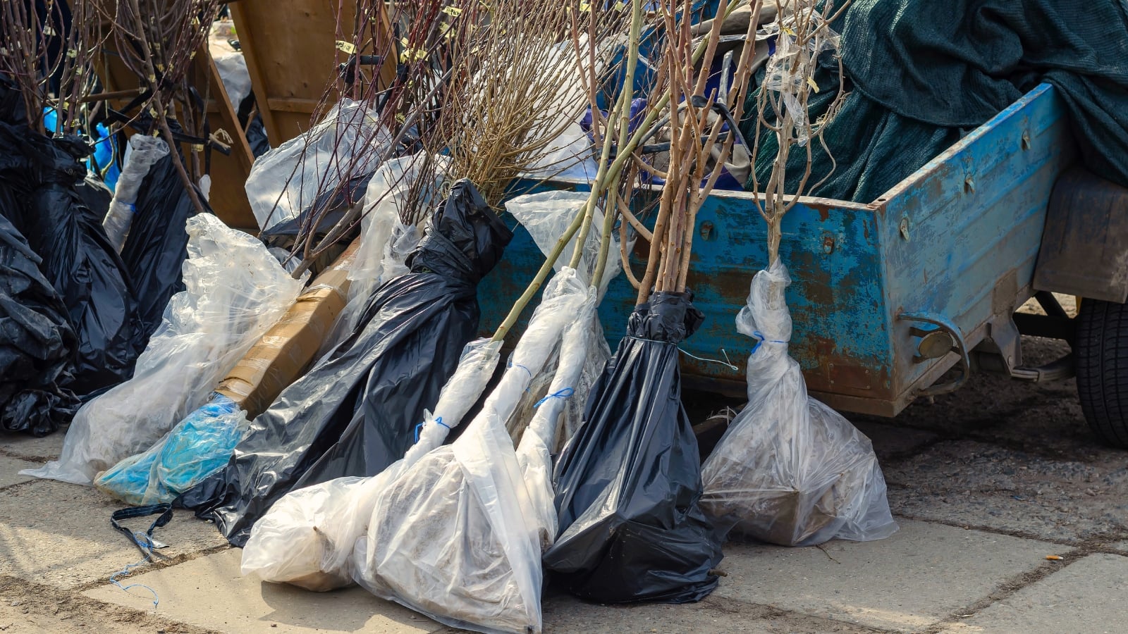Bare-root trees with their roots wrapped in bags stand beside an old blue trailer in the garden.
