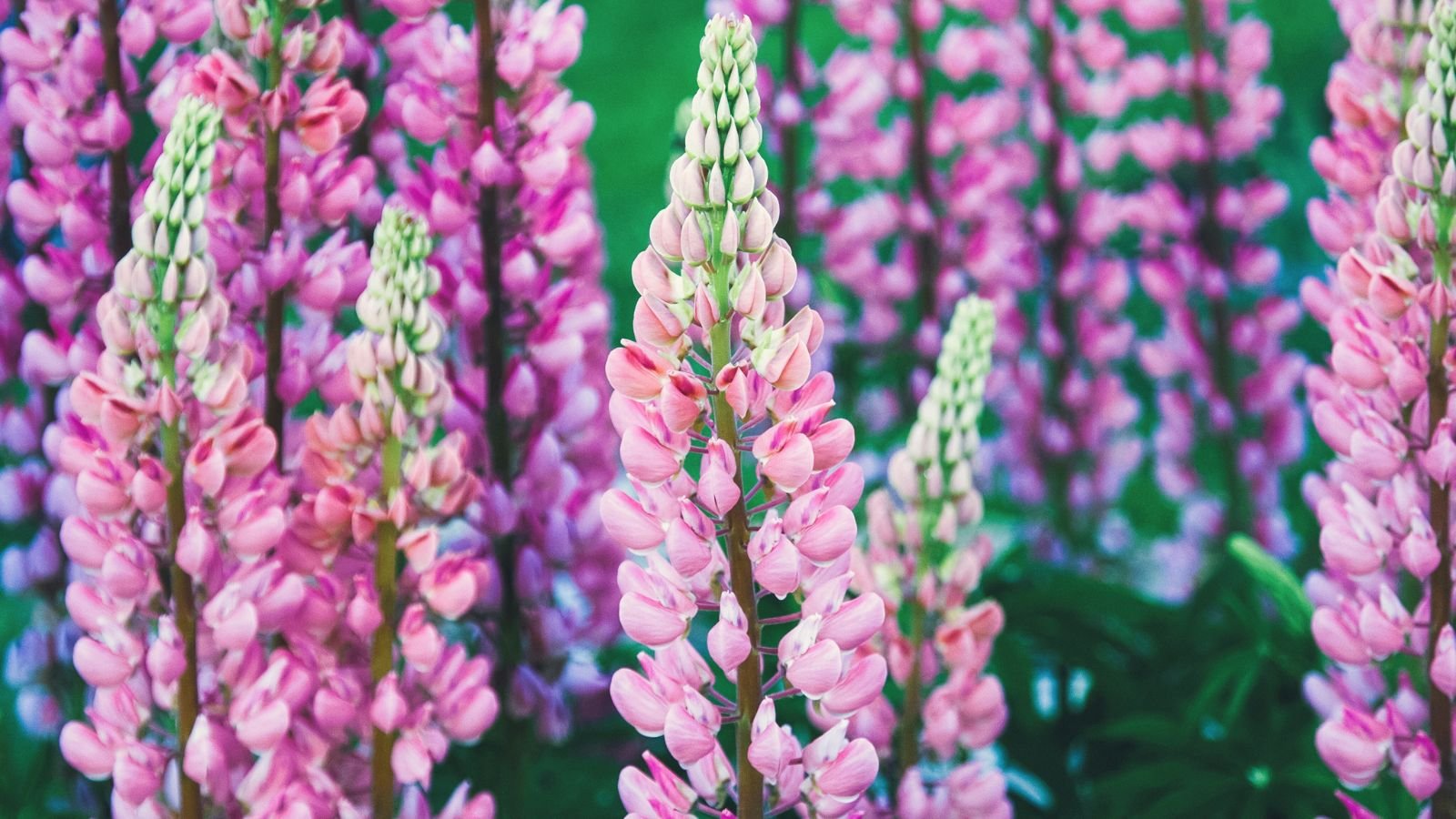 A composition of tall pink and purple colored flower spires alongside its green foliage in a well lit area outdoors