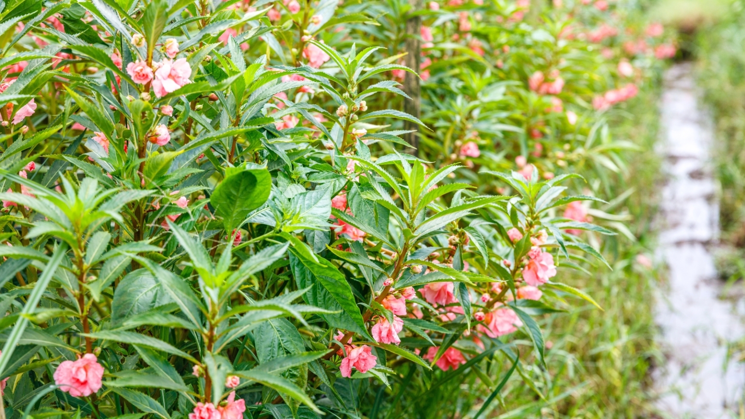 How To Plant Grow And Care For Garden Balsam How To Plant Grow And Care For Garden Balsam