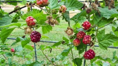 Dense woody branches with broad, dark green leaves, supporting clusters of round, red to purple fruits with a juicy interior and smooth skin.