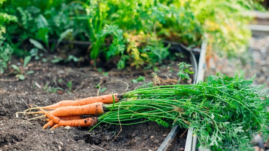 WHAT VEGETABLES TO PLANT IN FEBRUARY IN SOUTHERN CALIFORNIA visual data 5