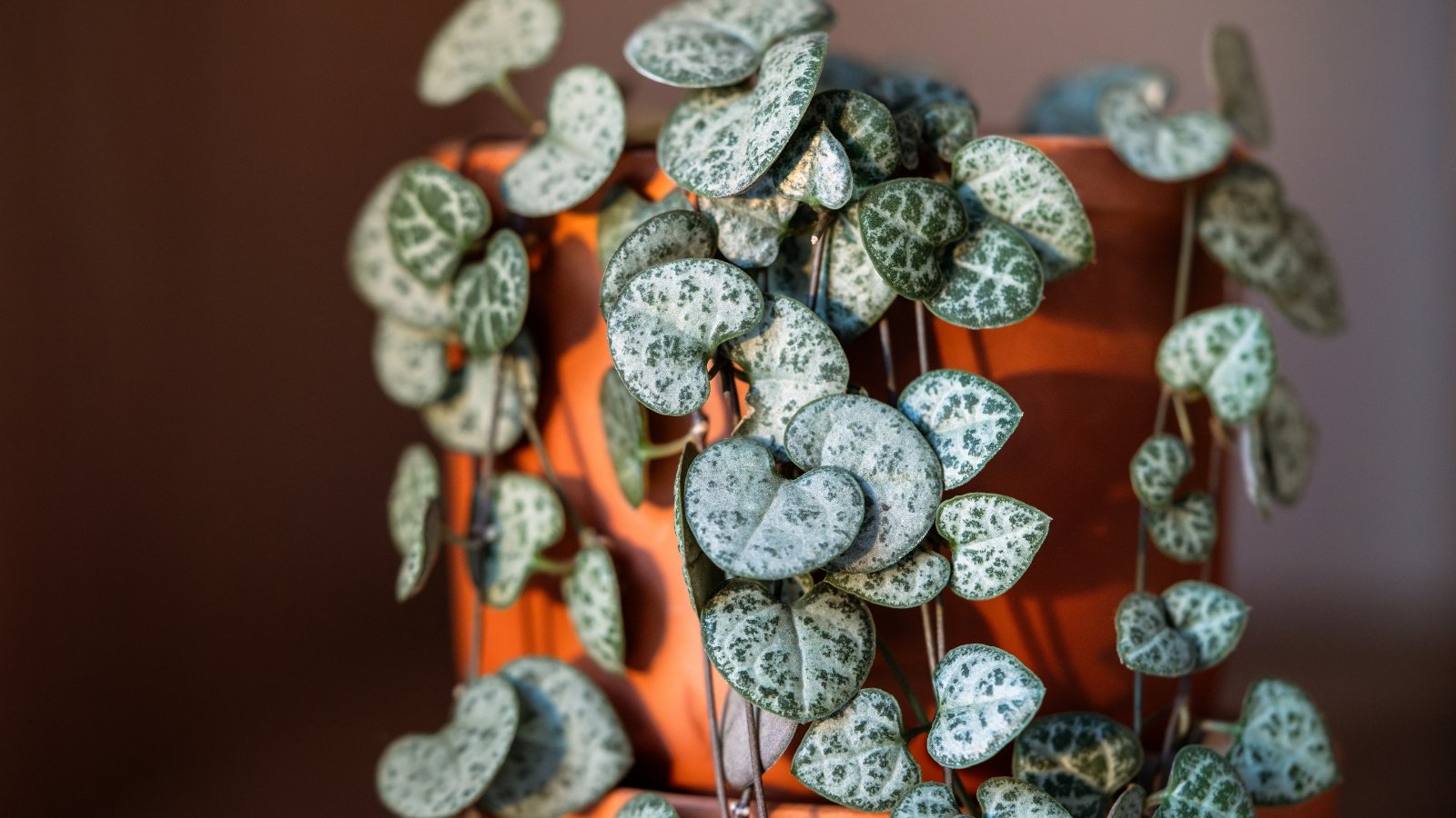 Cascading vines of Ceropegia woodii with small, silvery-green leaves covered in dark veins, spilling over an orange terracotta pot.