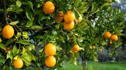 Dark green, pointed leaves cover sturdy branches laden with round, vibrant orange fruits.