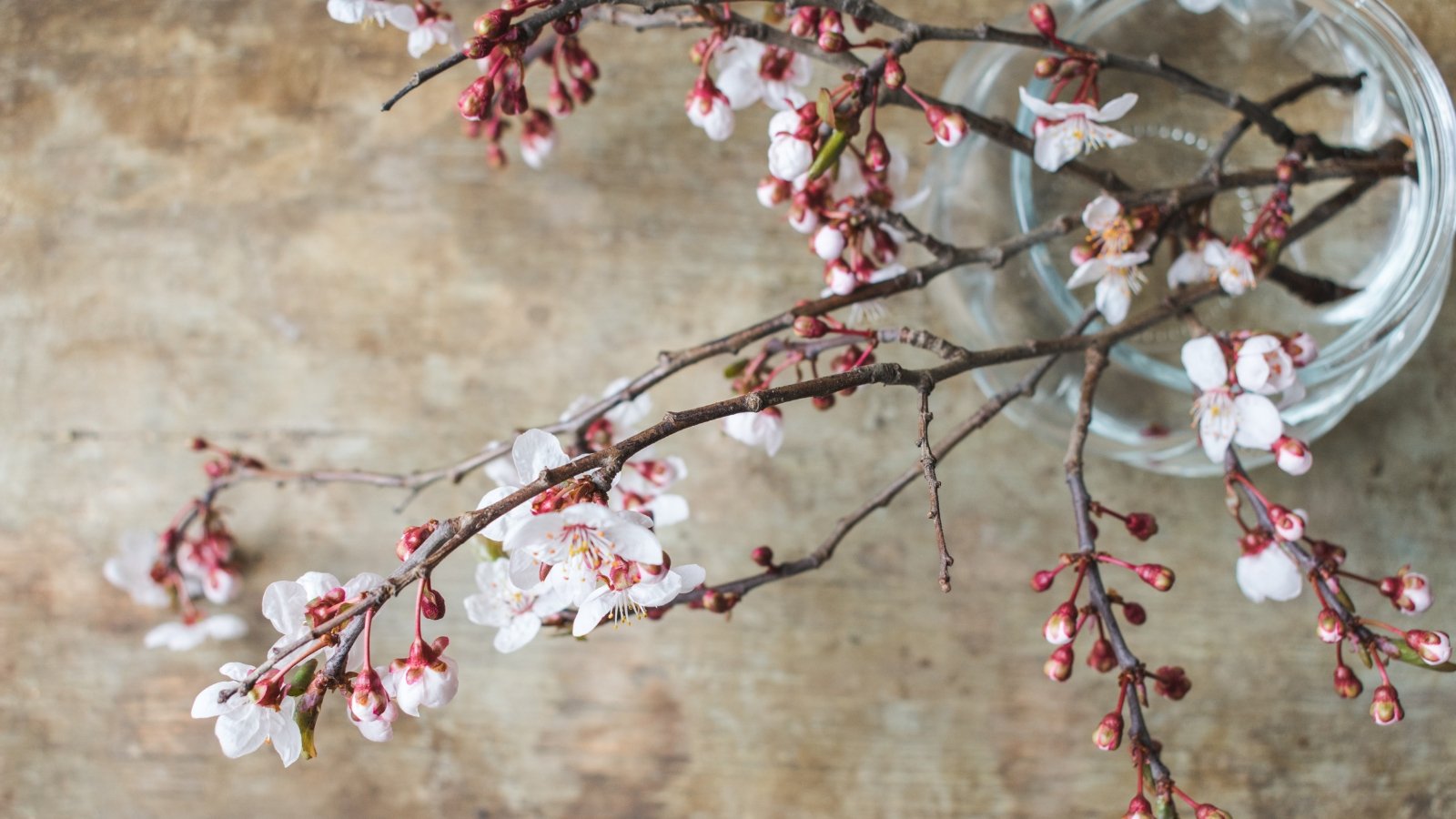 Delicate Prunus serrulata flowers with white petals and pink centers in a glass vase.