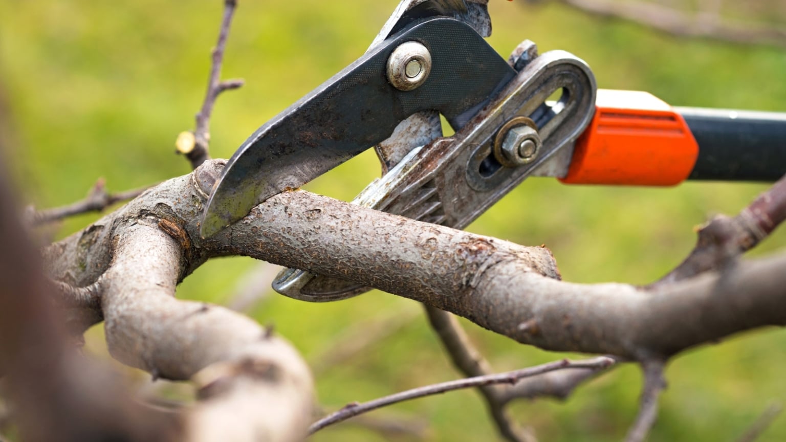 Why and How to Winter Prune Fruit Trees