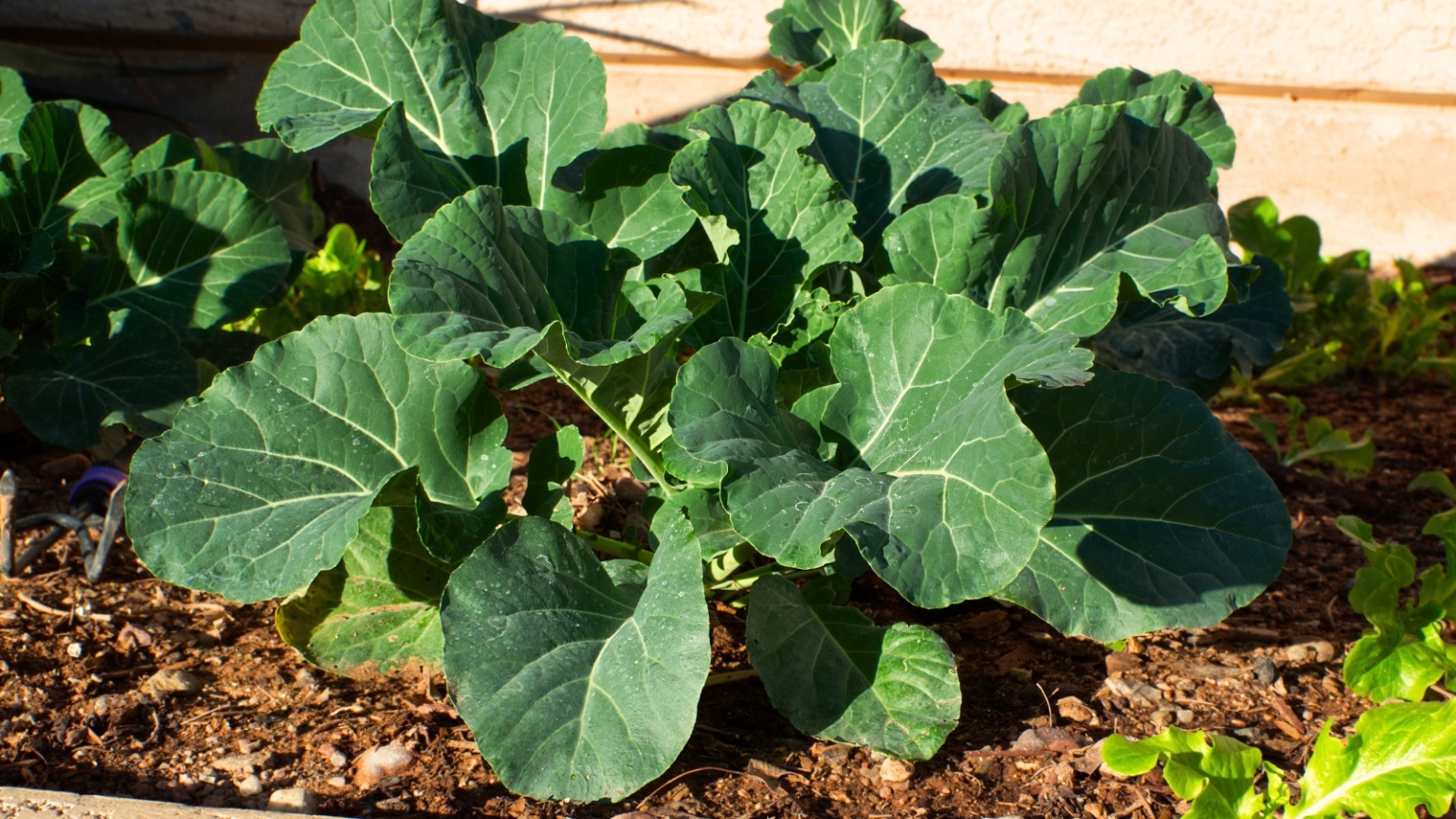 17 Seeds You Should Start Now for March Transplanting