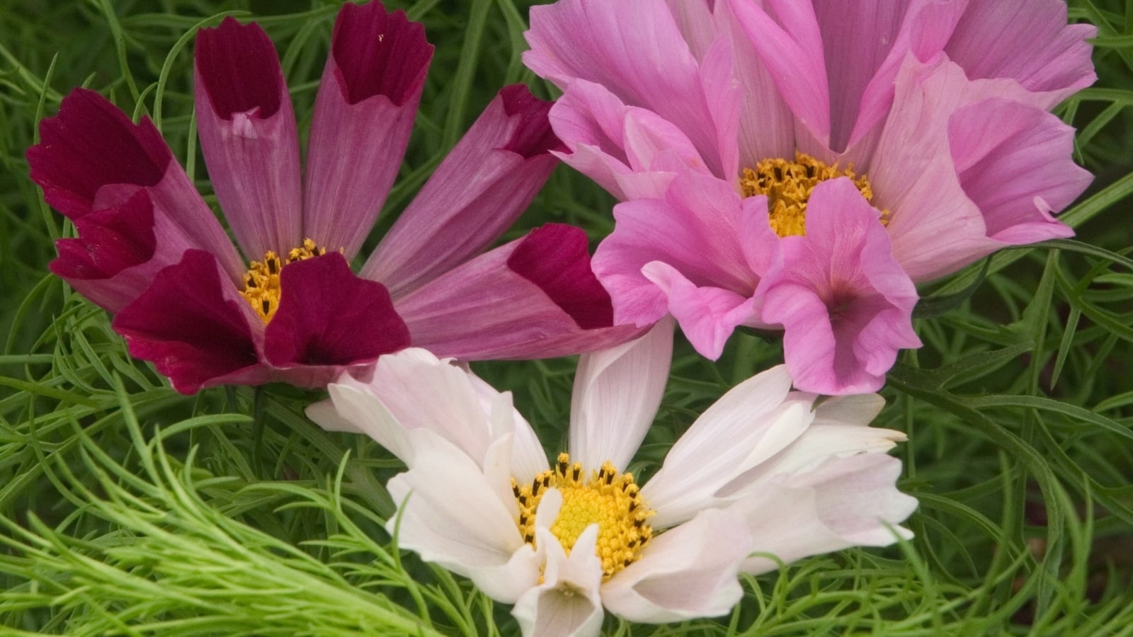 Blended pink, magenta, and white blooms with feathery green foliage, each flower featuring a yellow center.
