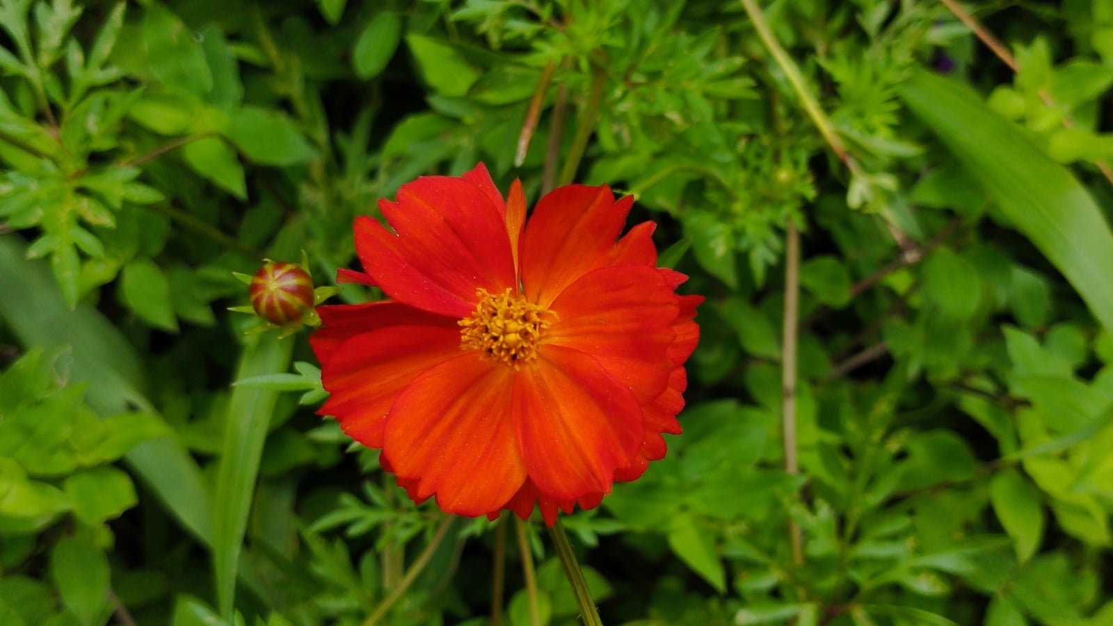 Vibrant orange blooms with bold, slightly wavy petals and golden-yellow centers, surrounded by lush foliage.