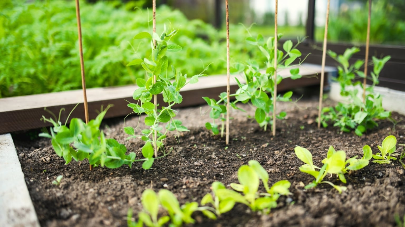 When to Plant Sweet Peas: Tips For Your Zone