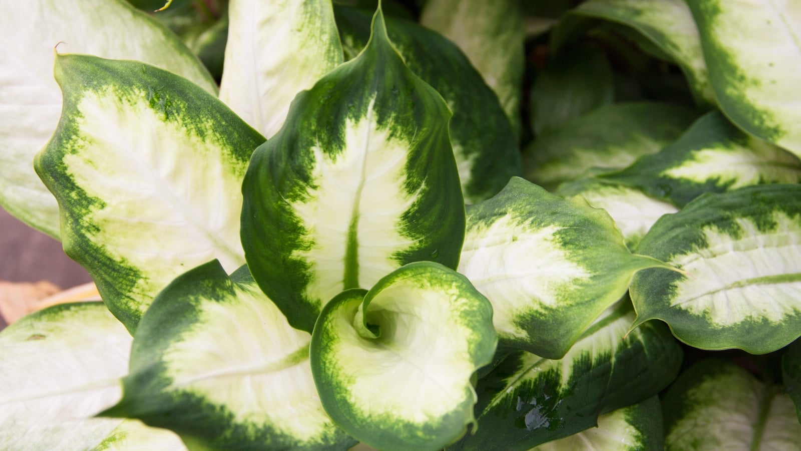 live house plants for sale Costa Farms Live Plants (3 Pack), Easy to Grow Real Indoor Houseplants, Air  Purifying Plants, Grower's Choice in Home Dcor Indoors Plant Pots, New  House Gift or Room Dcor