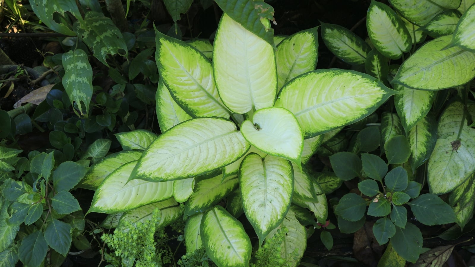 17 Stunning Dieffenbachia Varieties to Grow Indoors