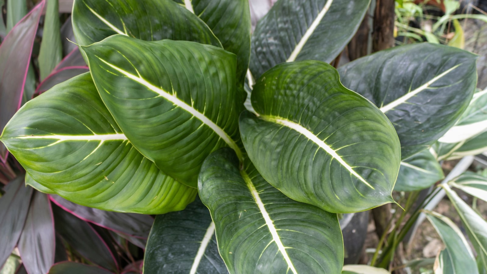 17 Stunning Dieffenbachia Varieties to Grow Indoors