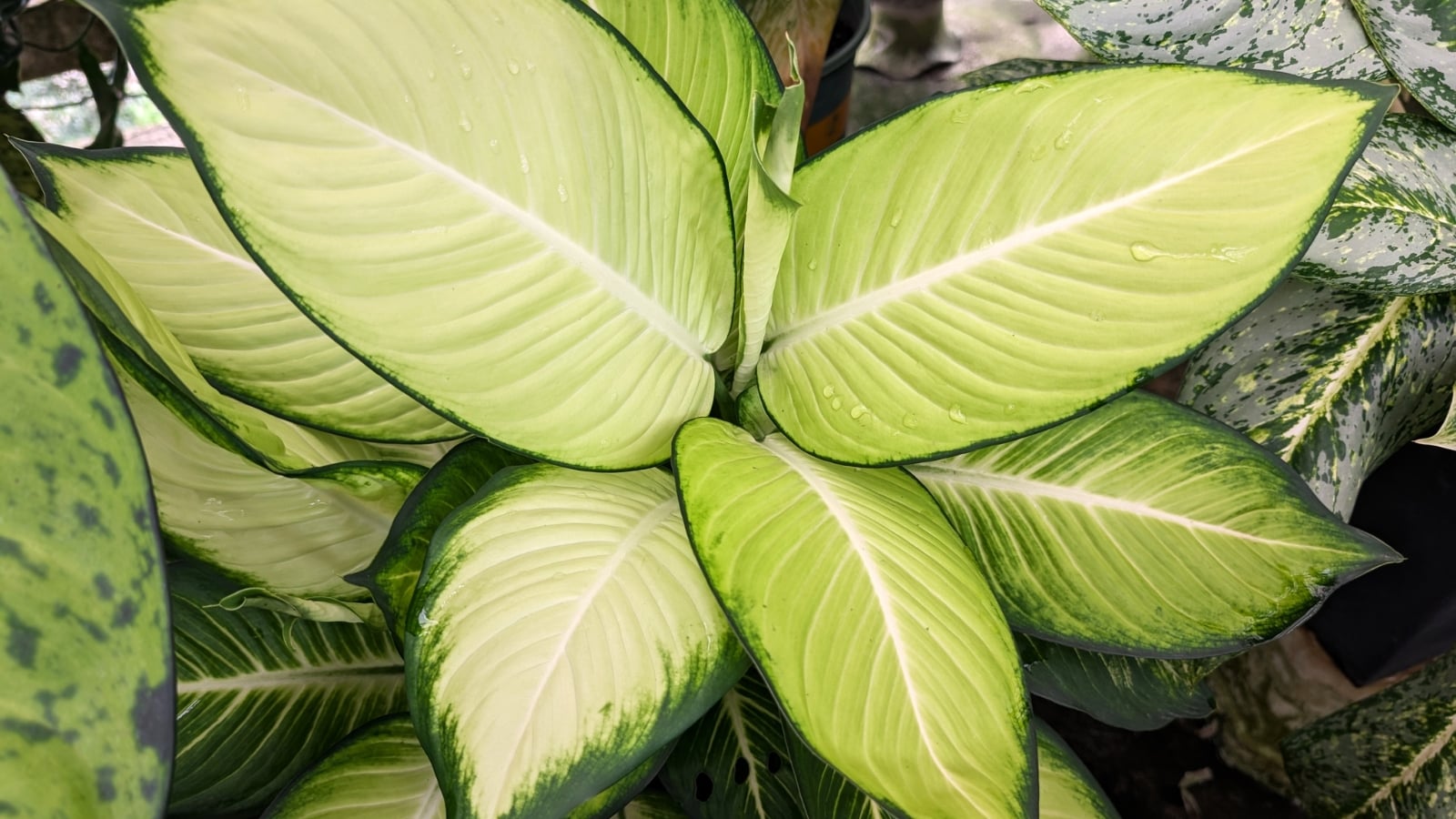 aglaonema siam Aglaonema 'Siam Aurora' variegated 2.5