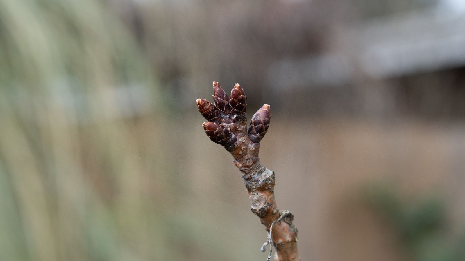 A Prunus serrulata branch with small, dark brown buds tightly closed against a blurred background.