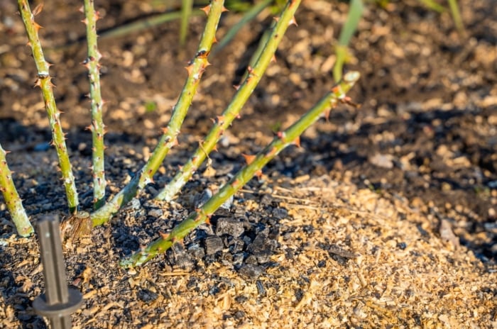 Several green stems with small thorns emerge from soil covered in light brown mulch.