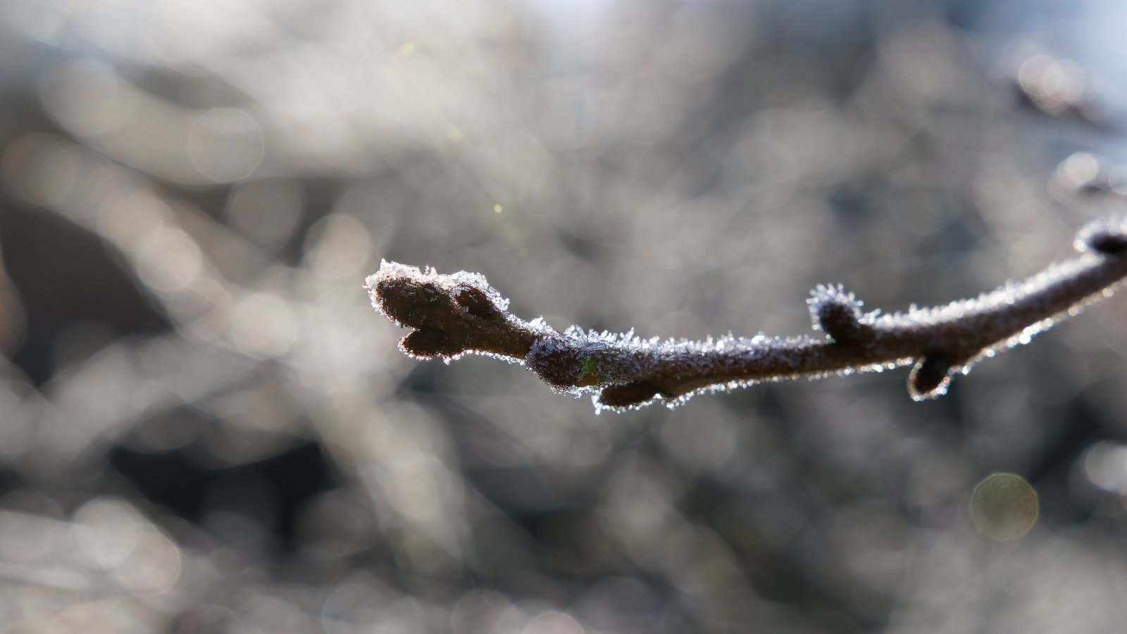 A single Prunus serrulata bud on a dark brown branch, covered in a thin frost layer.