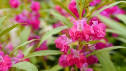 Slender, branching stems with sharply toothed, narrow green leaves are adorned with soft, pink, cup-shaped single blooms along the stem.