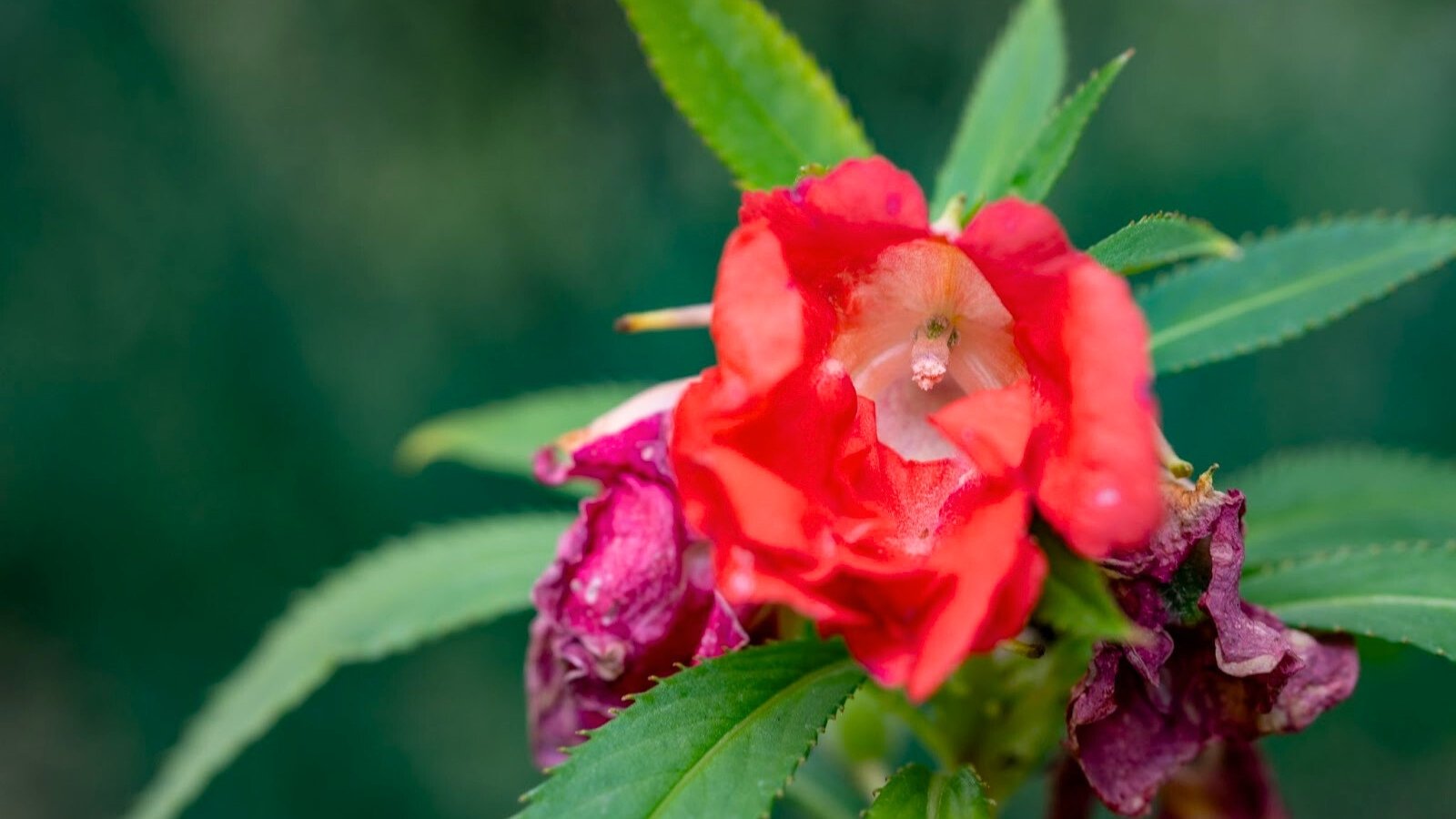 Close-up of a delicate, open-petaled red single flower blooming on top of a green stem with lance-shaped, serrated leaves.