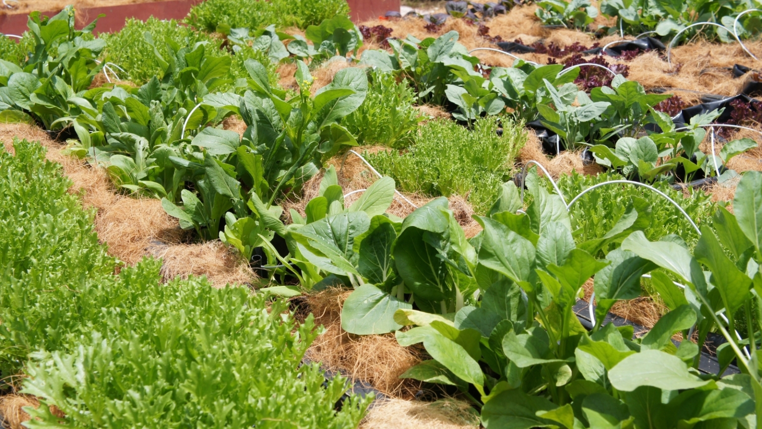 How To Use Coconut Coir: 13 Expert Tips - Epic Gardening