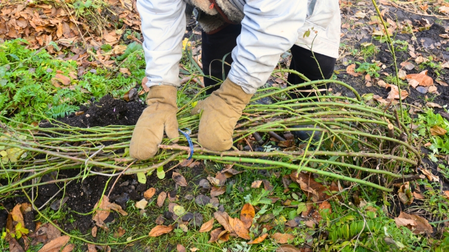 When and How to Remove Winter Protection From Your Roses