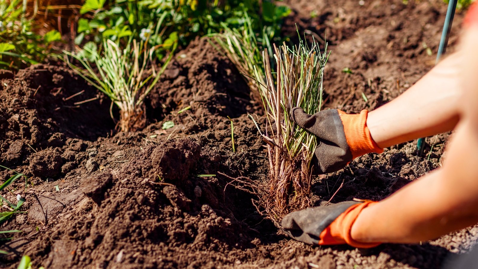 A person wearing gloves working on an area with dark brown loamy soil, taking out plants with long thin leaves