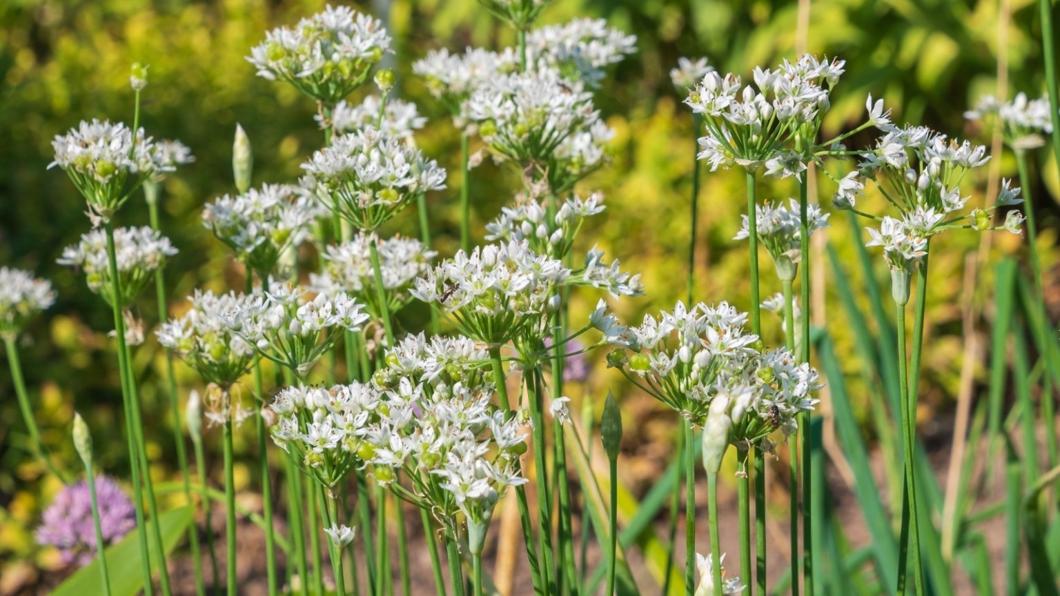 19 Plants Voles Dont Eat: Our Top Picks