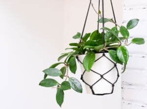 Trailing vines with small, oval, waxy leaves in deep green and silver, featuring a smooth texture and clustered growth pattern in a white plastic pot hanging from the ceiling.