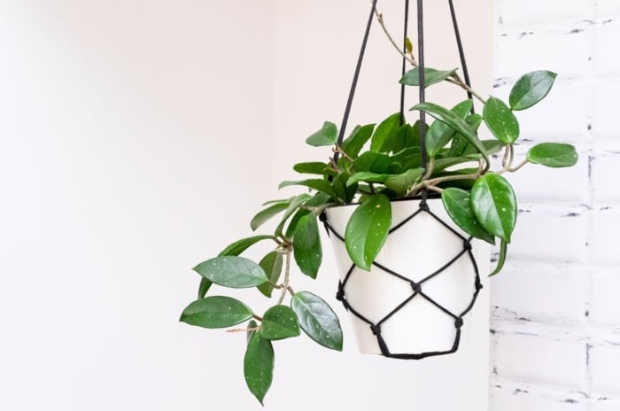 Trailing vines with small, oval, waxy leaves in deep green and silver, featuring a smooth texture and clustered growth pattern in a white plastic pot hanging from the ceiling.