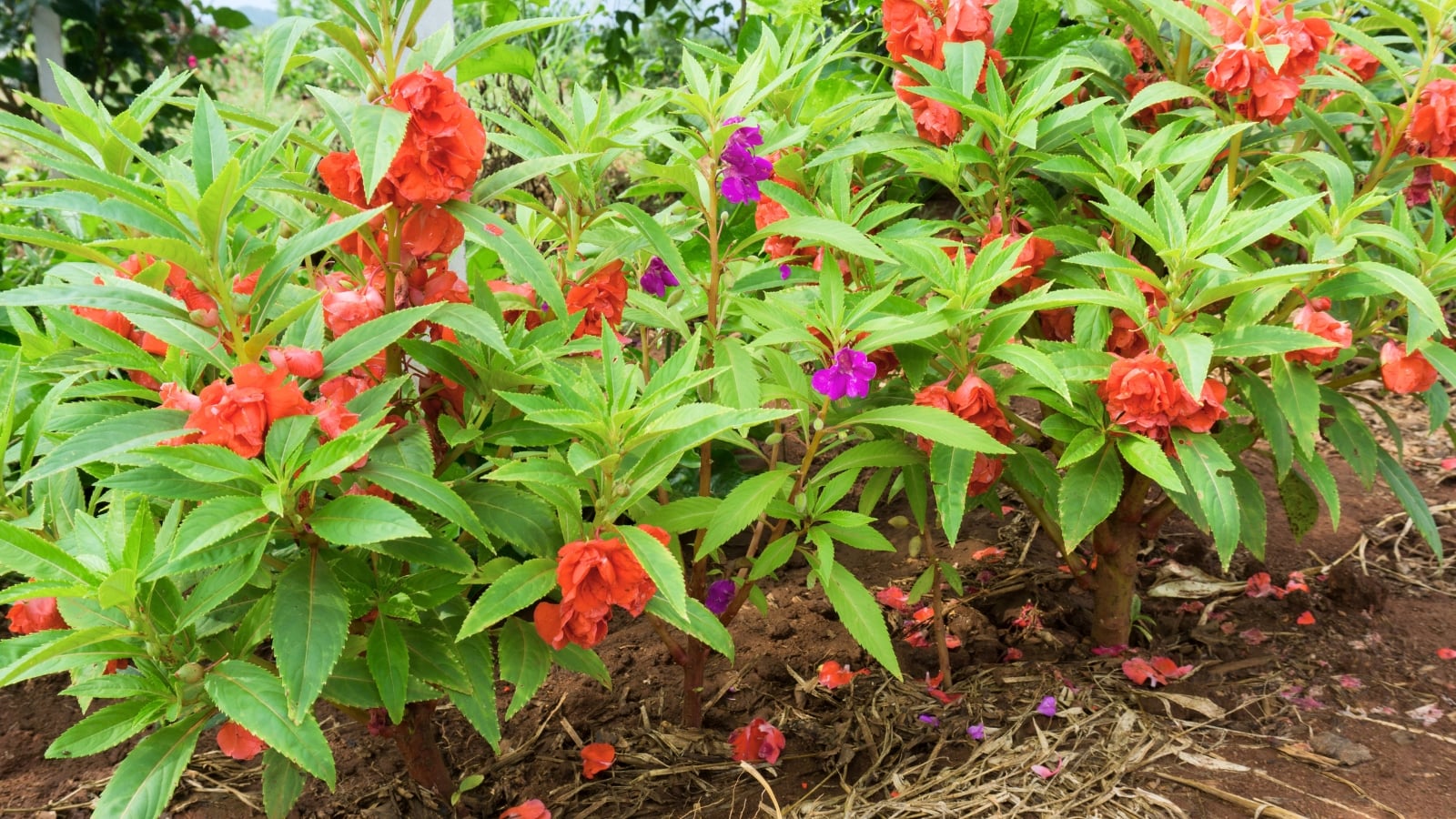 Bushy plants with upright stems, deeply toothed leaves, and frilly, camellia-like double blooms in red and purple shades create a lush display with fallen petals scattered on the soil.