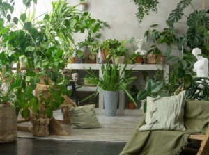 A mix of large and small plants, including ferns and palms, in decorative woven and ceramic pots which can be indoor shade plants